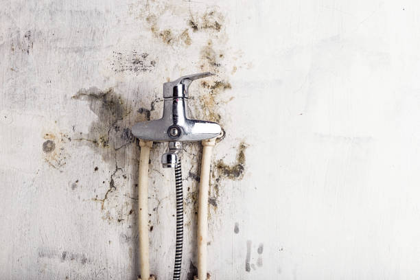 Best Toxic Mold Removal  in Mazomanie, WI