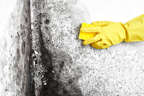Best Mold Damage Repair  in Mazomanie, WI