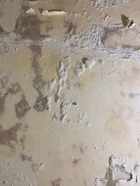 Mazomanie, WI Mold Removal Company