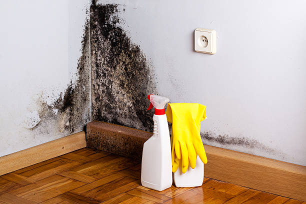 Best Same-Day Mold Removal  in Mazomanie, WI