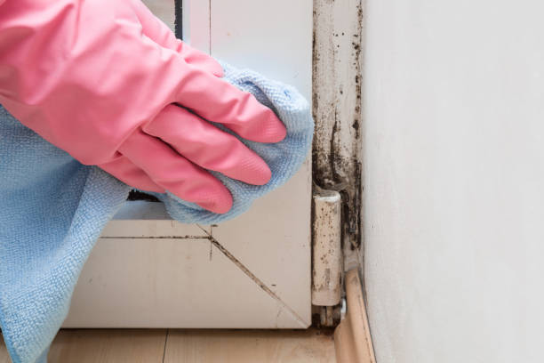 Best Office Mold Removal Services  in Mazomanie, WI